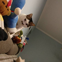 è���޴����ڵļ�����