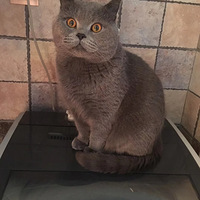 Ӣ�̵ܵ�����