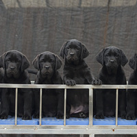 ���������ҵ�����ı�ҵ����