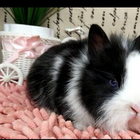 ������ѡ���������Ҽ��ñ���