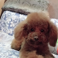 ������ѡ���������Ҽҵġ�С�񾭲���