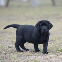 ��������С��������һ�γ���