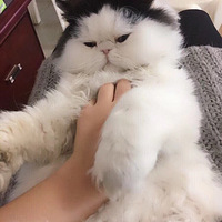 ��ë�ӷ���Ů��