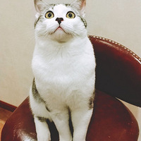 ���Ҽ�è����Ԥ��ϱ��һö~����