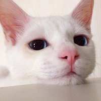 һֻ˯�೬���è�����ѵ�ʱ��ʢ�����գ�˯�ŵ�ʱ��