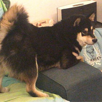 ���ߵ������