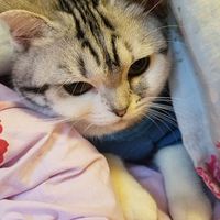 ���̼Ӱ���������Ʊ��