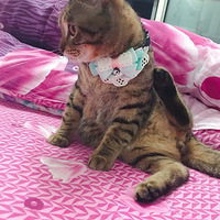 ����ı�����happy birthday