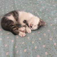 ��С���㵽Բͷè