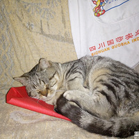 ��˯ɳ����è����