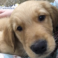 ��л����������ڶ�ʱ�����ҵ�һ���ɰ��Ĺ���