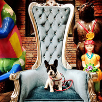 ���̵����Ķ�ţ�����ǻῴ��ͷ��