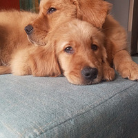 �������Ӱ��ɣ��ߵ����ģ��˸�