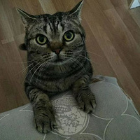 ��ճ������è�������¼�