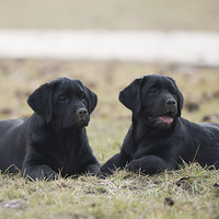 ��ɫ����������������