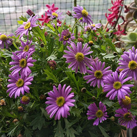 ���Ҽһ�������Ҽ���