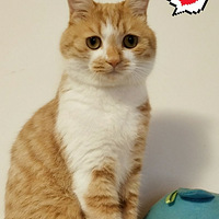 �����������ռǡ�+�ҵ�è�����³���׹¥���ۣ���ҽȫ���̼�¼