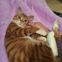 �Ҽҵ��Ǿ�è