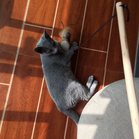 ����˹��è��������