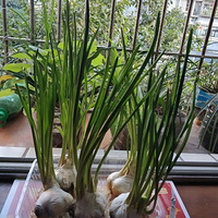 �����������̻���԰