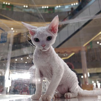 ���λ������չ�����ˡ��ö�𽥲�