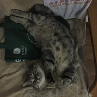èʽչ