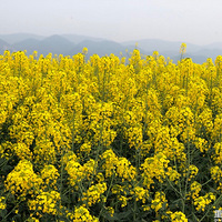 ��Ҫ��Ʊ���Ͳ˻�������