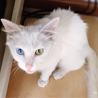 ��������Ե��һ���ʱ�������С���������˰׸���