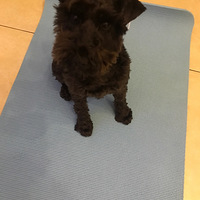 ��������Ե���ҵĺڶ��