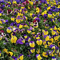 ���Ŵ���ĽŲ�������