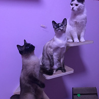 ��������Ե���������������������ţ�һ������