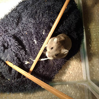 �ҵ�С�׺ʹ���