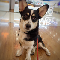 ��������Ե�������жԺ�ͷ�û���