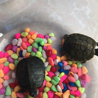 ��ֻС�ڹ��һ��