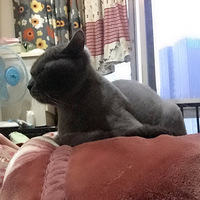 ��һֻ�����ճ�����