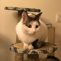 �Ҿ�ɹ��è��������