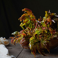 �������ˣ��Դ�ѿ����