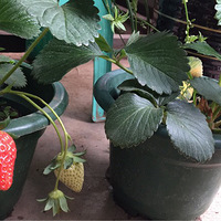 ��һ�ظϳ����ֱ��������ã�������ؼ���