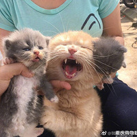 ��������С��èȥ���ף��������һ������