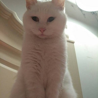 ��������è���ӵİ���������