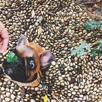 ���Ѽҵ�С�ɰ�������