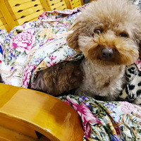 �Ҽҵ�èè���� �ܺ�г