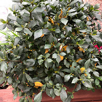 ���ֳ嶯���ϰ�ÿ�����ڻ�԰��