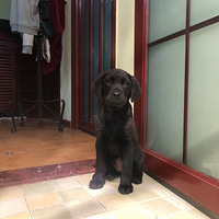 ��ɫ��������Ȯ