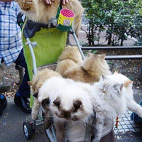 �����10ֻè��֣�ÿֻ����ֵ������è��Ȼ����Ǯ�������¡�