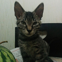 ����������������Ĵ����껨