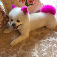 ��ɫ�����С�