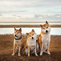 ��������Ե���ߣ�ɳĮ�޹��������Ź����ǵĶػ��У�