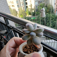 ���������ˣ�ת��Ģ��