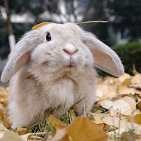 ��������Ե������ɫ��˥�Ĺ�����